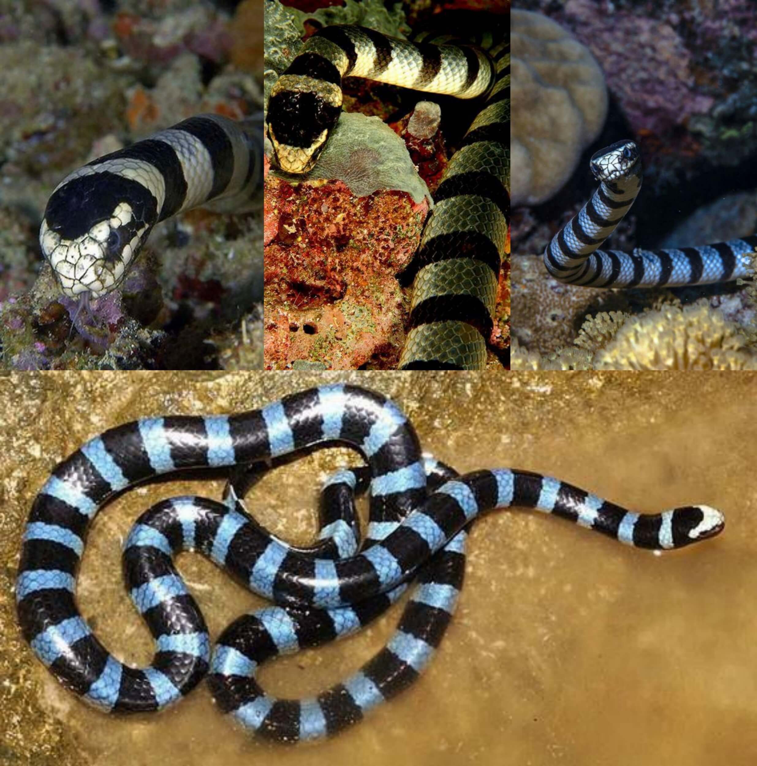 blue krait snake