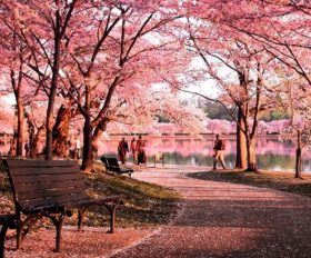 Cherry Blossoms Park in Guiyang – Feels Like Heaven