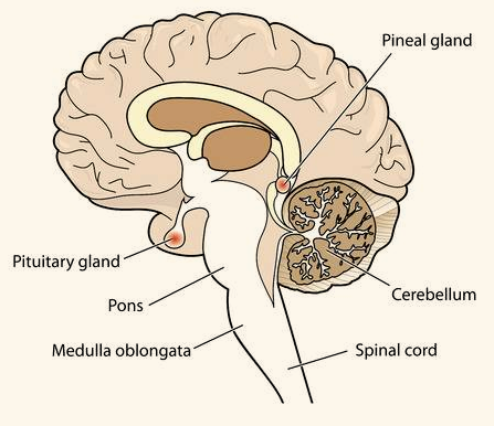 pineal gland in brain