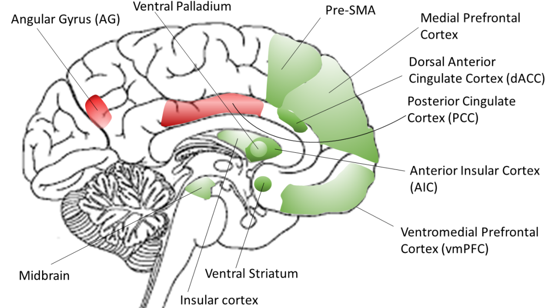 ventral striatum