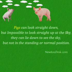 Pigs Can’t Looking Straight Up At The Sky