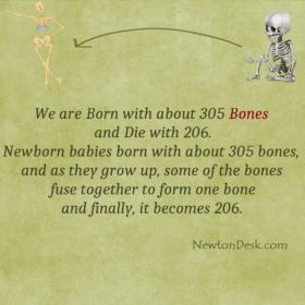 How many bones are in a newborn baby and adults?