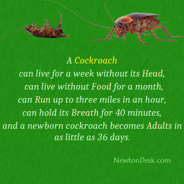 How Long Can A Cockroach Live Without A Head