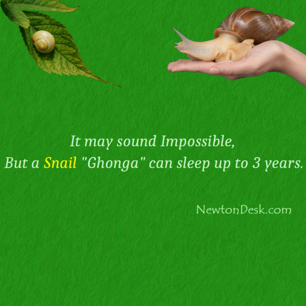 How Long Can A Snail Sleep?