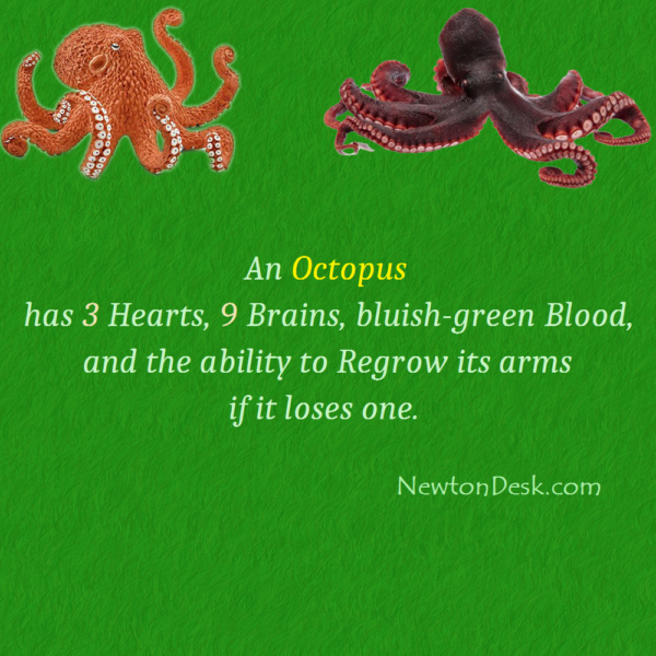 An Octopus Has 9 Brain, 3 Heart, & Blue Blood