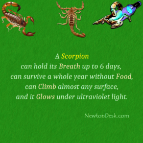 How Long Can A Scorpion Hold Its Breath?