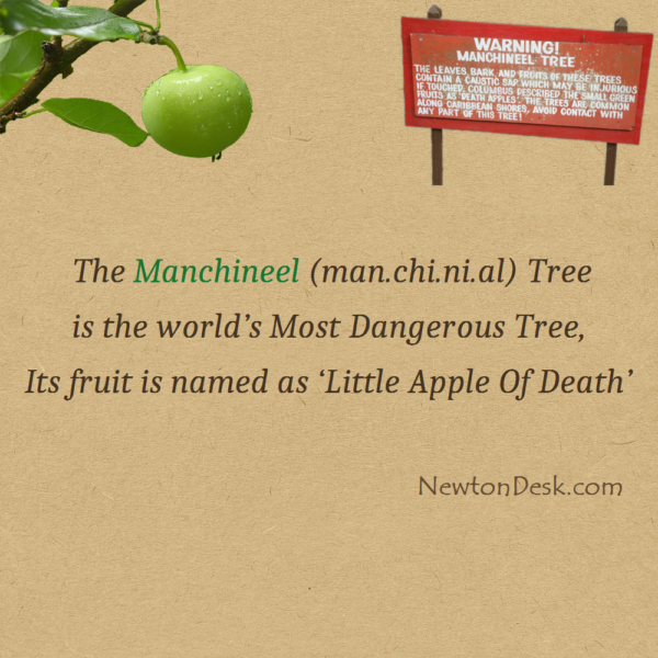 The Manchineel Tree – The Little Apple Of Death