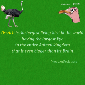 Do You Know The Ostriches Eyes Interesting Facts