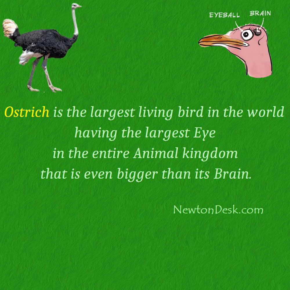 Do You Know The Ostriches Eyes Interesting Facts - Creature Facts