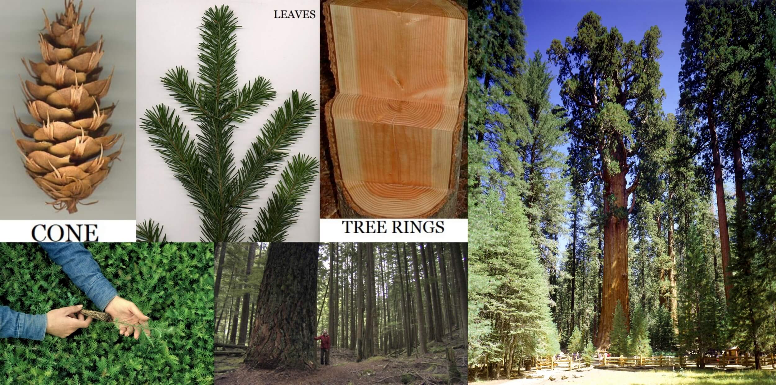 coast douglas fir tallest trees in the world