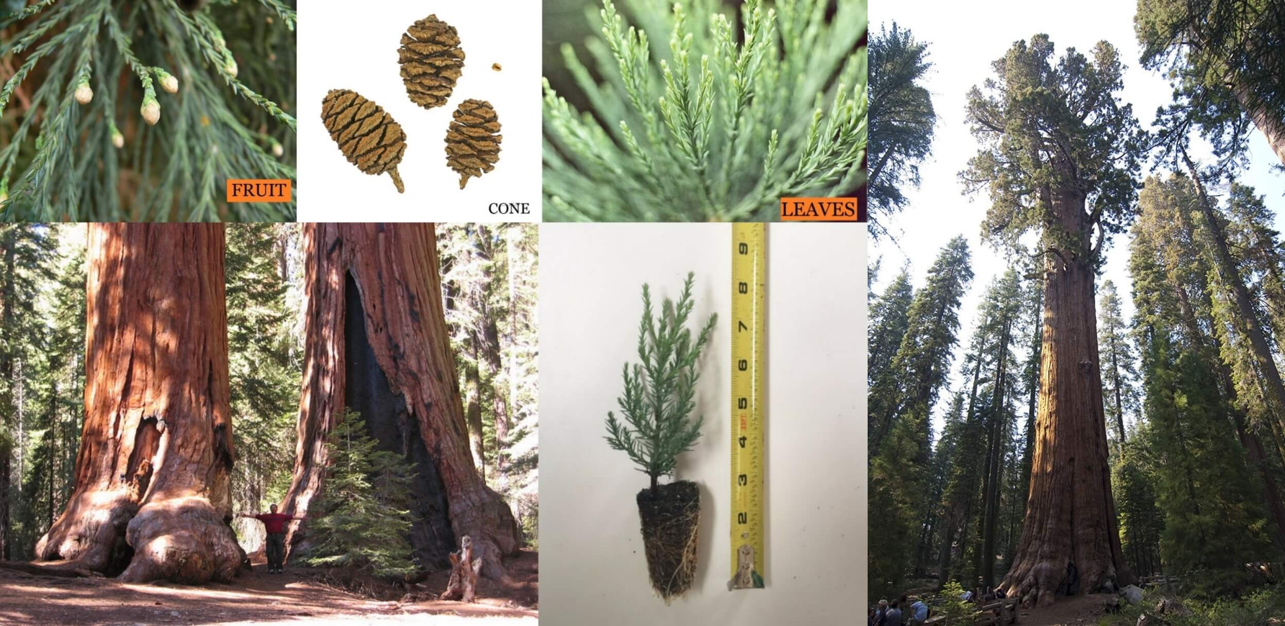 giant sequoia tallest trees of world