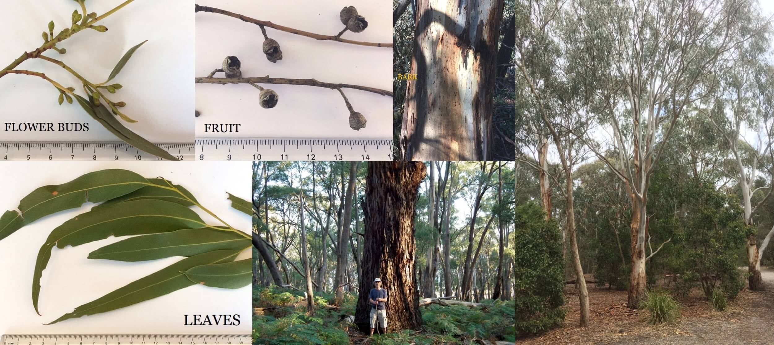 manna gum or eucalyptus viminalis tree