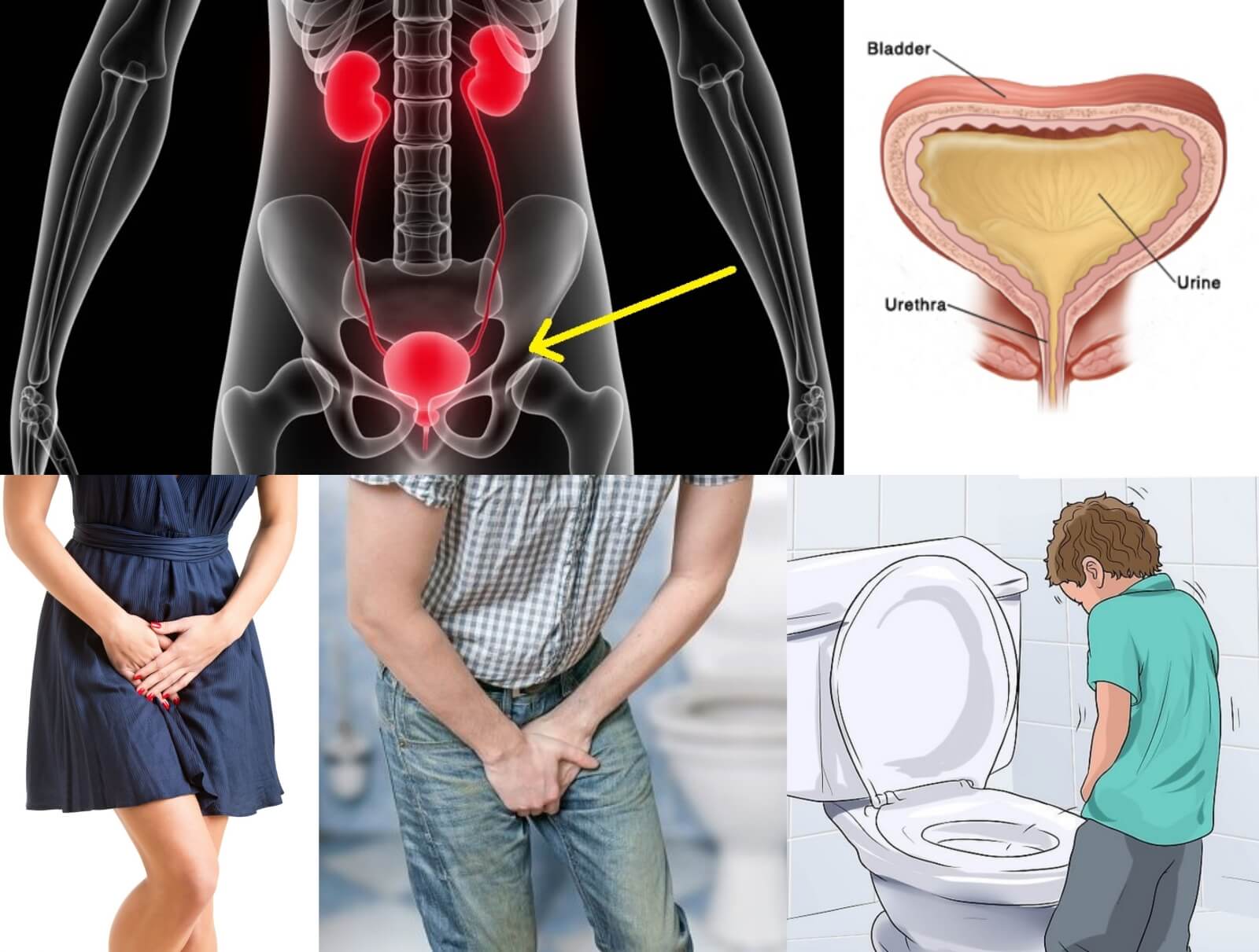 urinary bladder biological clock
