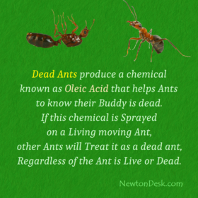 Dead Ants Produce Oleic Acid chemical