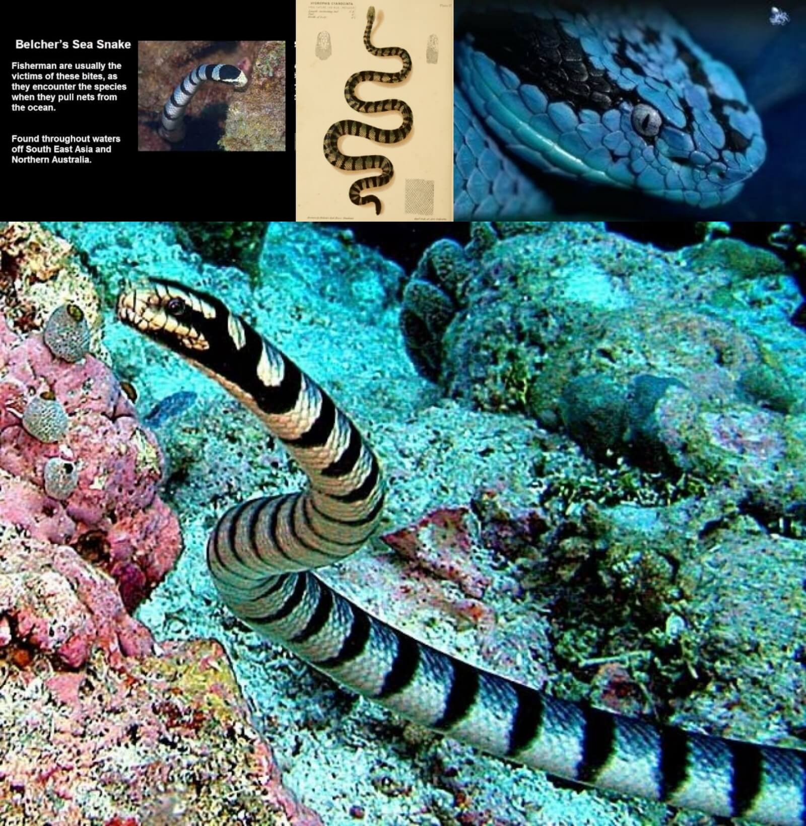 Belcher’s Sea Snake
