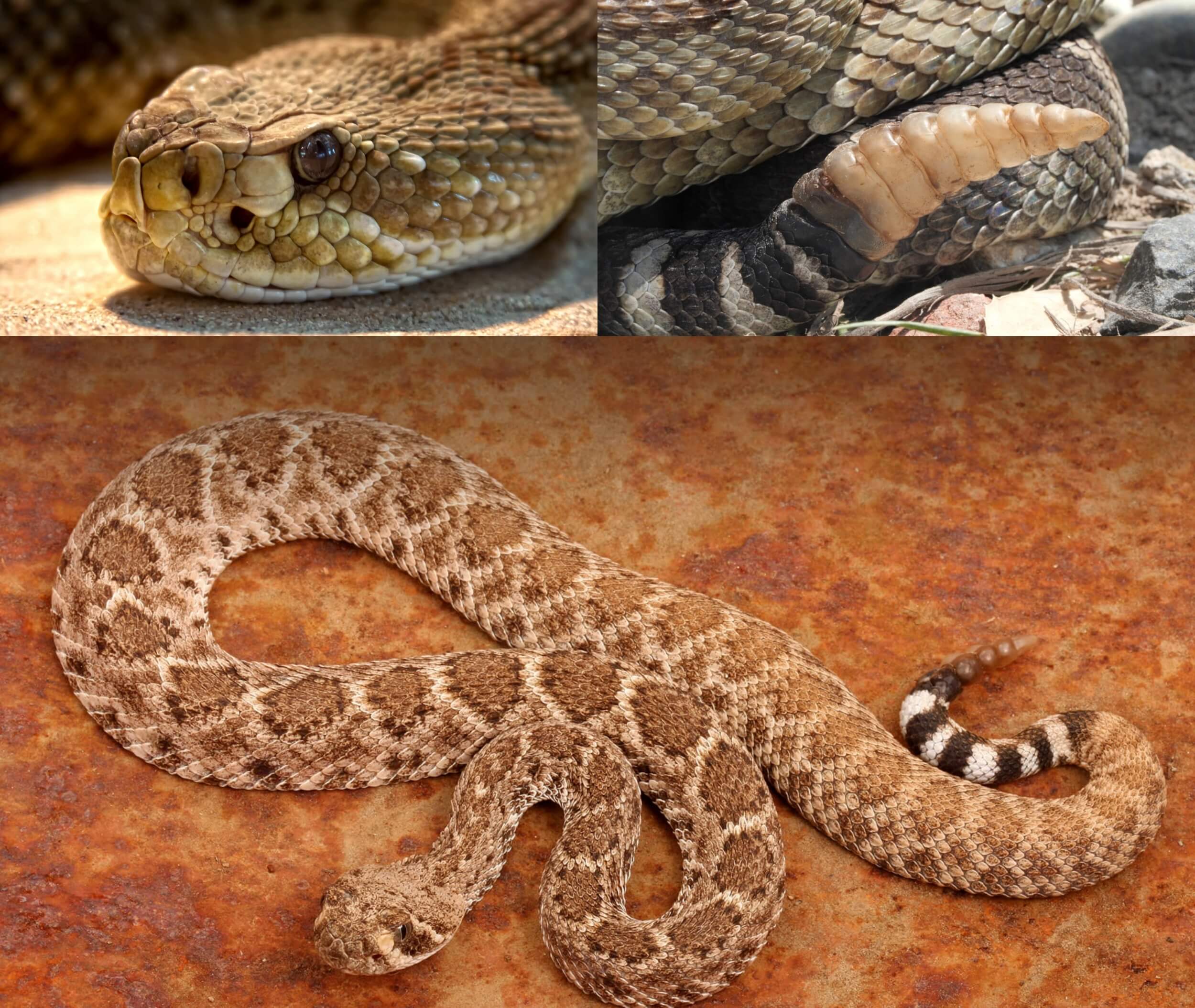 dangerous rattle snake