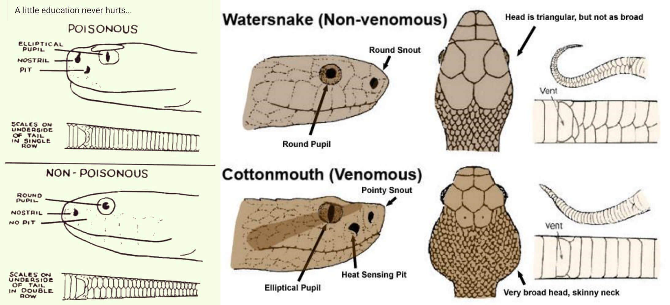 how to identify poisonous and nonpoisonous snakes