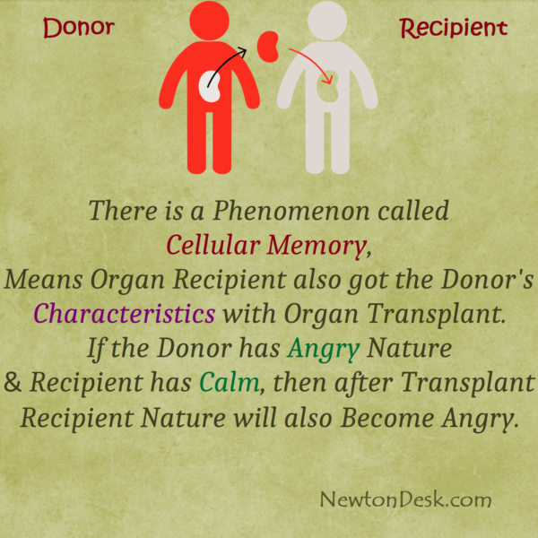 Cellular Memory Change Recipient Personality After Organ Transplant