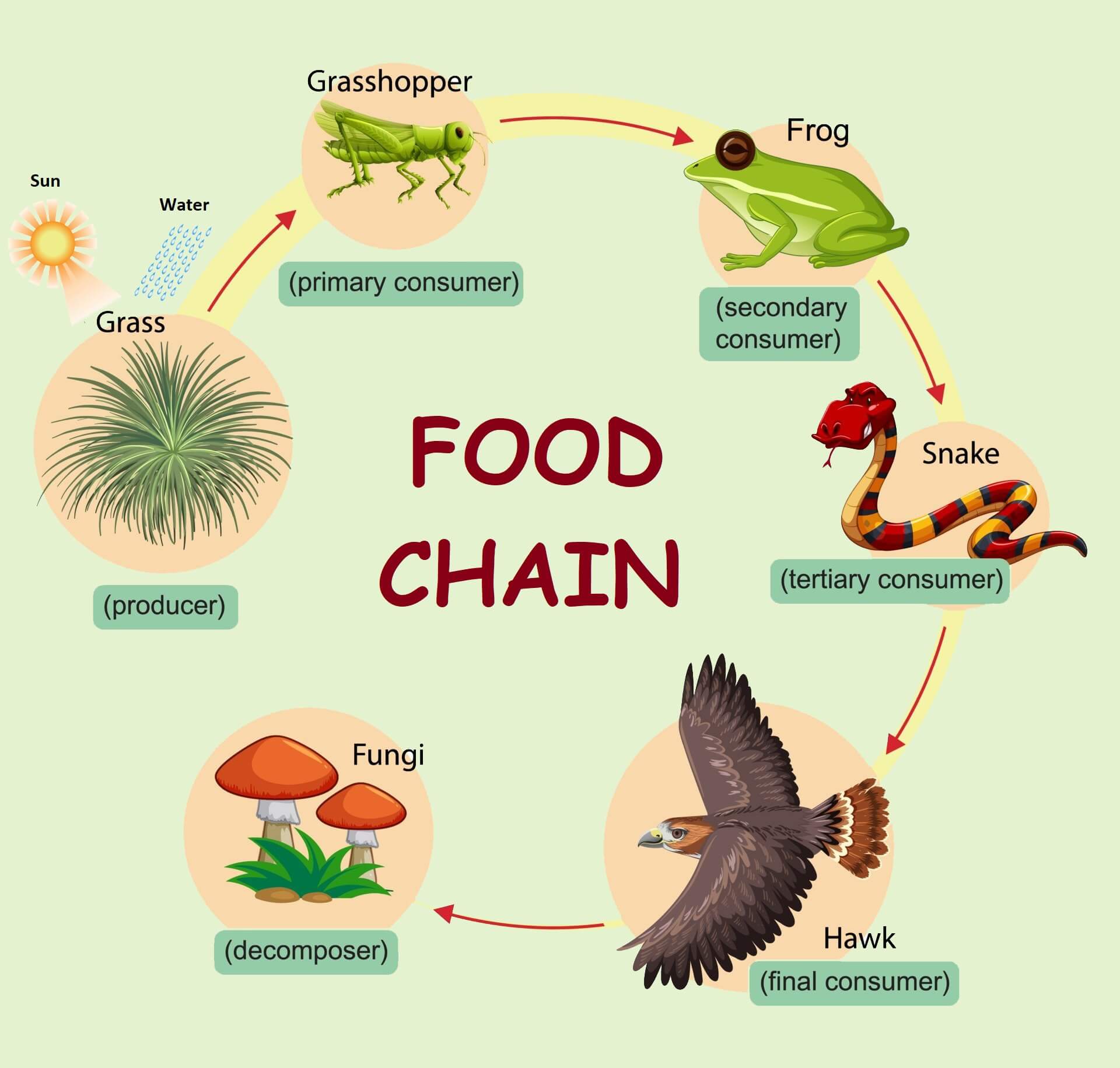 Why Bacteria and Fungi are called Decomposers? - Food Chain and Web