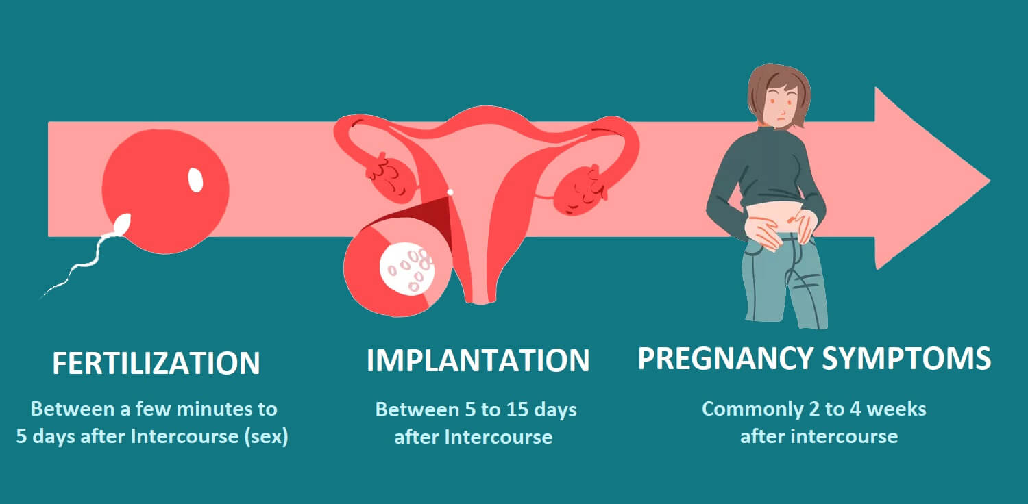 how pregnancy happens fertilization implantation symptoms