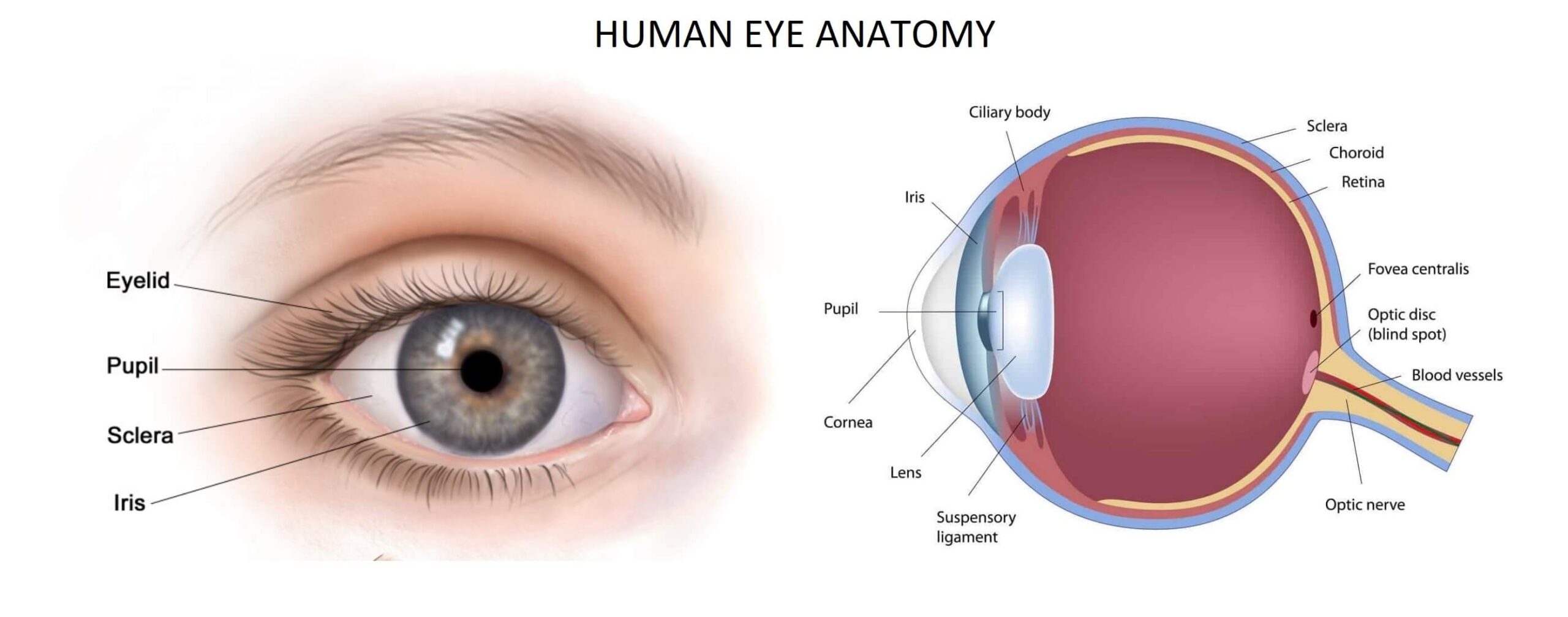 anatomy of human eye