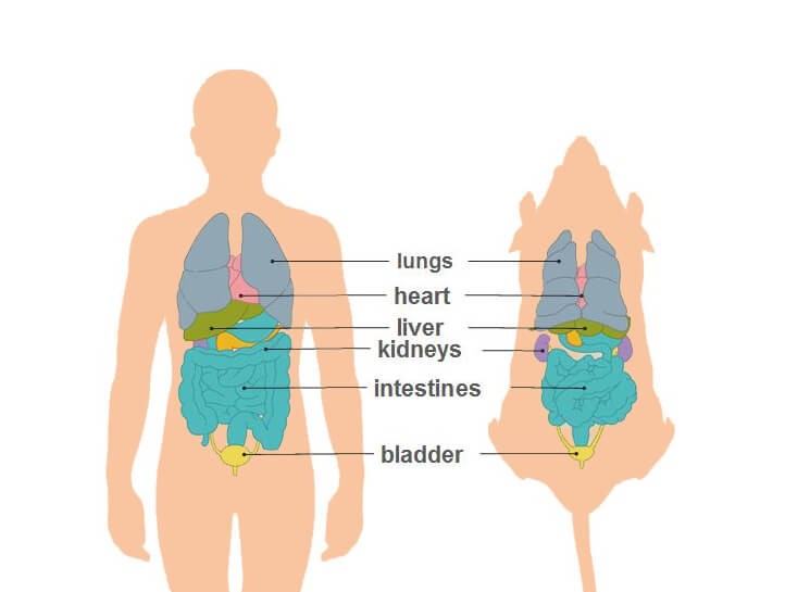 human rats lungs heart similarity