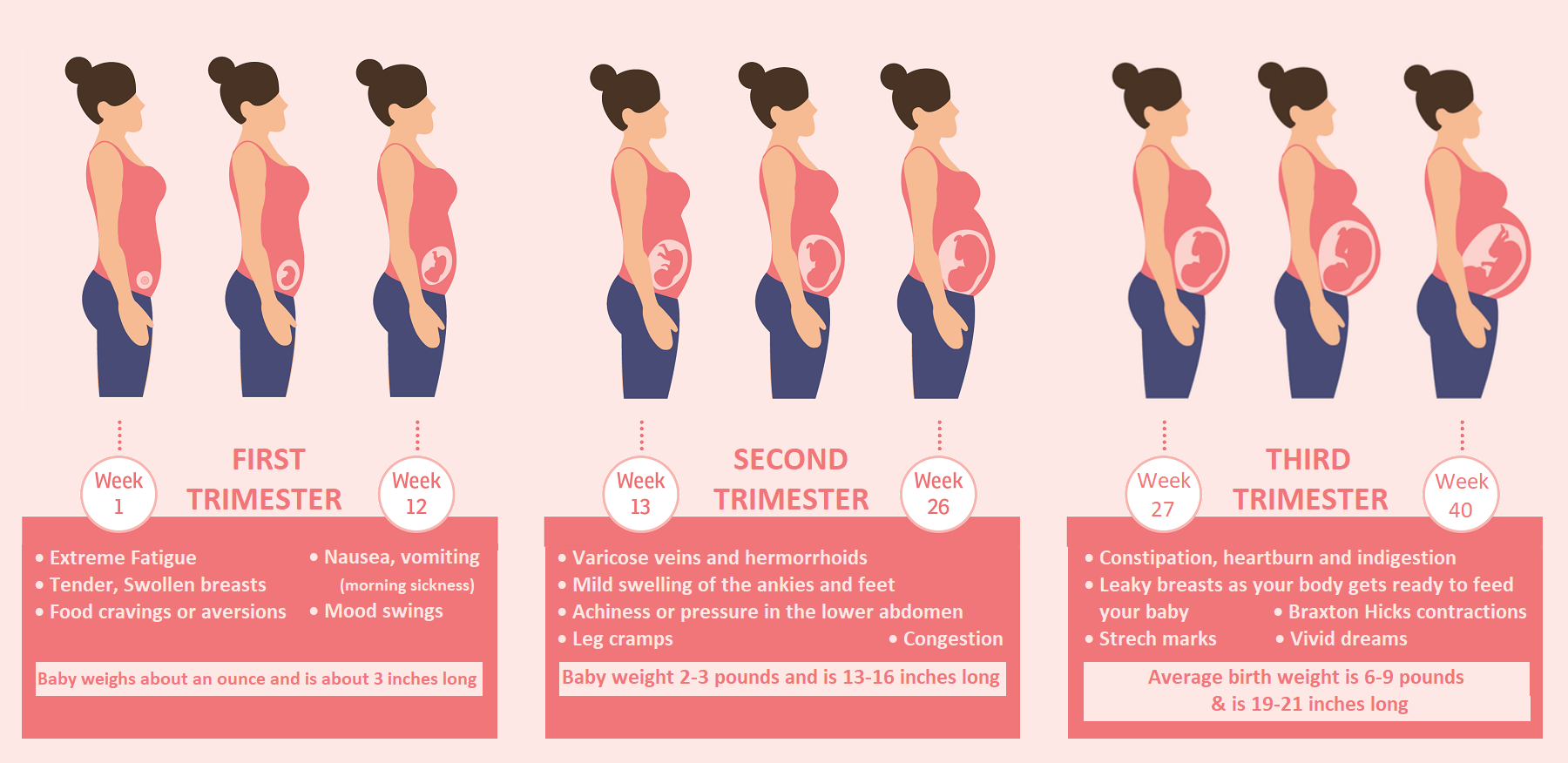 pregnancy first second third trimester