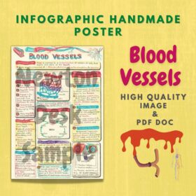 Blood Vessels Infographic (Handmade) Poster Image PDF